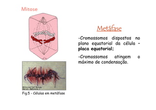 METÁFASE
É uma fase
rápida em que
todos os
cromossomos
se situam na
placa equatorial
da célula.
 