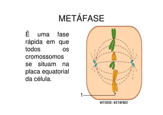 Fig.6 – Formação da placa equatorial
 