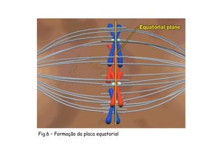 AnáfaseAnáfaseAnáfaseAnáfase
-Divisão dos centrômeros
-Afastamento das
cromátides-irmãs para os
pólos.
-Aumento da distância entre
os pólos da célula
Fig.7 - Células em anáfase
Mitose
 