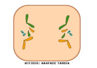 AnáfaseAnáfaseAnáfaseAnáfase
Fig.8 – Ascensão
polar
 