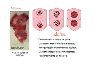 Início da Telófase
 