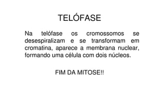 Fim da Telófase
 