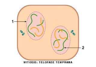 Fig.10 – Células
em citocinese
CitocineseCitocineseCitocineseCitocinese
Mitose
 