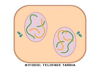 Início da Citocinese
 