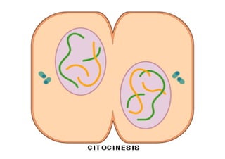 MITOSE COM SUPER EFEITOS ESPECIAIS!!
 