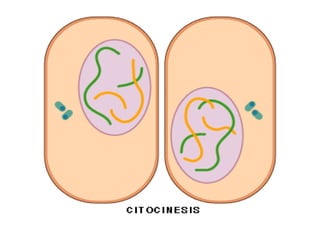 MITOSEMITOSEMITOSEMITOSE
 