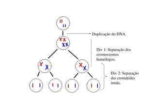 Meiose 1
• Importância
Separação dos cromossomos homólogos
• Dividido em:
Prófase 1
Metáfase 1
Anáfase 1
Telófase 1
 