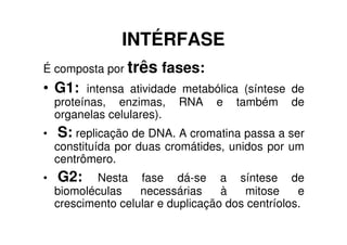 INTÉRFASE
É composta por três fases:
• G1: intensa atividade metabólica (síntese de
proteínas, enzimas, RNA e também de
organelas celulares).
• S: replicação de DNA. A cromatina passa a ser
constituída por duas cromátides, unidos por um
centrômero.
• G2: Nesta fase dá-se a síntese de
biomoléculas necessárias à mitose e
crescimento celular e duplicação dos centríolos.
 