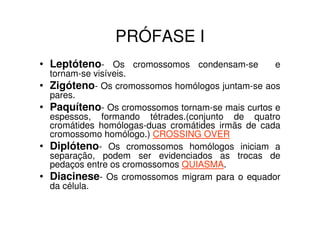 LINDA ZEBRA PASTANDO DURANTE O DIA
 