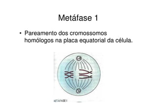 Anáfase 1
• Migração dos cromossomos homólogos
para os pólos da célula.
 