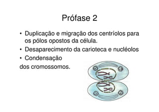Metáfase 2
• Cromossomos
localizados na
placa equatorial da
célula.
• Fibras do fuso
ligadas aos
centrômeros
• Separação das
cromátides irmãs
 