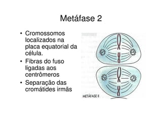 Anáfase 2
• Migração das
cromátides irmãs
para os pólos
opostos da célula.
 