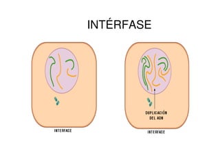 INTÉRFASE
 