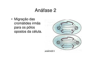 Telófase 2
• Reaparecimento da
carioteca e
nucléolo
• Descondensação
dos cromossomos
• Citocinese –
divisão
citoplasmática
 