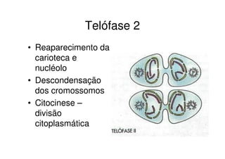 Divisão celular  mitose e meiose