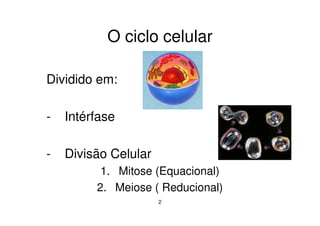 2
O ciclo celular
Dividido em:
- Intérfase
- Divisão Celular
1. Mitose (Equacional)
2. Meiose ( Reducional)
 