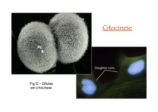 CitocineseCitocineseCitocineseCitocinese
Fig.11 – Células
em citocinese
 