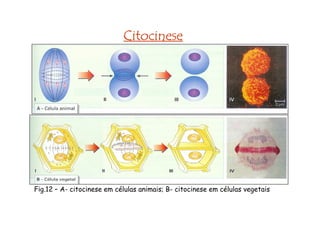 CitocineseCitocineseCitocineseCitocinese
A- citocinese em células animais (Centrípeta); B- citocinese em células vegetais(Centrífuga)
ASTRAL(COM ÁSTER) – CÊNTRICA(COM CENTRÍOLO)
ANASTRAL(SEM ÁSTER) –ACÊNTRICA (SEM CENTRÍOLO)
 