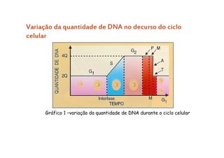 Variação da quantidade de DNA no decurso do ciclo
celular
Gráfico 1 –variação da quantidade de DNA durante o ciclo celular
 