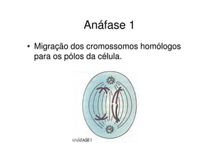 Telófase 1
• Descondensação dos
cromossomos
• Reaparecimento do
nucléolo e carioteca
• Desaparecimento das
fibras do fuso
 
