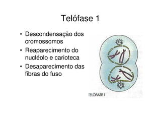 Meiose 2
• Importância:
Separação das cromátides irmãs
• Dividido em:
Prófase 2
Metáfase 2
Anáfase 2
Telófase 2
 