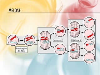 MEIOSE
 