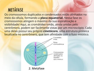 METÁFASE
Os cromossomos duplicados e condensados estão alinhados no
meio da célula, formando a placa equatorial. Nessa fase os
cromossomos atingem o máximo da sua espiralização e
visibilidade! Aqui, as cromátides-irmãs, ainda unidas pelo
centrômero, podem ser facilmente vistas por um microscópio. Cada
uma delas possui seu próprio cinetócoro, uma estrutura proteica
localizada no centrômero, que tem afinidade com o fuso mitótico.
 