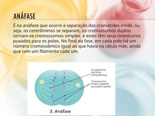 ANÁFASE
É na anáfase que ocorre a separação das cromátides-irmãs, ou
seja, os centrômeros se separam, os cromossomos duplos
tornam-se cromossomos simples, e estes têm seus cinetócoros
puxados para os polos. No final da fase, em cada polo há um
número cromossômico igual ao que havia na célula mãe, ainda
que com um filamento cada um.
 