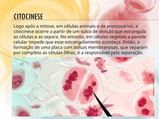 CITOCINESE
Logo após a mitose, em células animais e de protozoários, a
citocinese ocorre a partir de um sulco de divisão que estrangula
as células e as separa. No entanto, em células vegetais a parede
celular impede que esse estrangulamento aconteça. Então, a
formação de uma placa com bolsas membranosas, que separam
por completo as células-filhas, é a responsável pela separação.
 