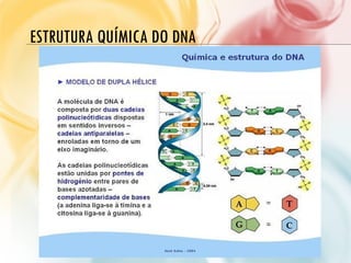 ESTRUTURA QUÍMICA DO DNA
 