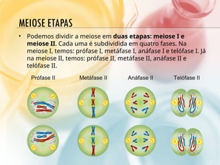 MEIOSE ETAPAS
• Podemos dividir a meiose em duas etapas: meiose I e
meiose II. Cada uma é subdividida em quatro fases. Na
meiose I, temos: prófase I, metáfase I, anáfase I e telófase I. Já
na meiose II, temos: prófase II, metáfase II, anáfase II e
telófase II.
 