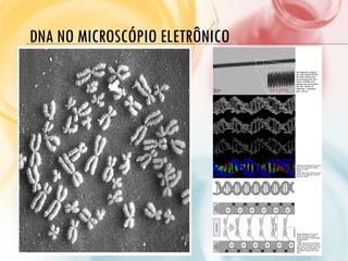DNA NO MICROSCÓPIO ELETRÔNICO
 