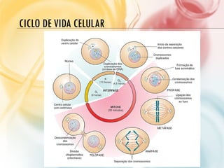 CICLO DE VIDA CELULAR
 
