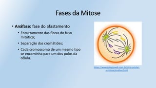 Fases da Mitose
• Anáfase: fase do afastamento
• Encurtamento das fibras do fuso
mitótico;
• Separação das cromátides;
• Cada cromossomo de um mesmo tipo
se encaminha para um dos polos da
célula.
https://www.colegioweb.com.br/ciclo-celular-
a-mitose/anafase.html
 