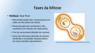 Fases da Mitose
• Telófase: fase final
• Descondensação dos cromossomos em
cada um dos polos da célula;
• Reconstrução das cariotecas e dos
nucléolos (um desses em cada polo);
• Fim da cariocinese (divisão do núcleo);
• Início da citocinese (divisão da célula),
dividindo o conteúdo citoplasmático
em duas porções equivalentes. http://www.portalsaofrancisco.com.br/biologia/telofase
 