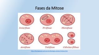 Fases da Mitose
http://biologianet.uol.com.br/biologia-celular/mitose.htm
 