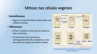 Mitose nas células vegetais
• Semelhanças:
• Segue as mesmas fases observadas nas
células animais.
• Diferenças:
• O fuso mitótico se forma na ausência
dos centríolos;
• A citocinese não ocorre por
estrangulamento do citoplasma, mas
sim pela formação da lamela média.
http://bionoensinomedio.blogspot.com.br/2011/08/2-ano-
aula-36-mitose.html
 