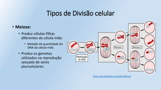 Tipos de Divisão celular
• Meiose:
• Produz células-filhas
diferentes da célula-mãe:
• Metade da quantidade do
DNA da célula-mãe.
• Produz os gametas
utilizados na reprodução
sexuada de seres
pluricelulares.
https://pt.wikipedia.org/wiki/Meiose
 