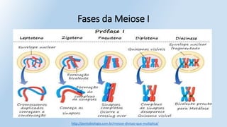 Fases da Meiose I
http://pontobiologia.com.br/meiose-divisao-que-multiplica/
 