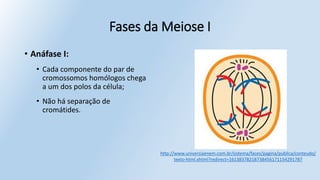 • Anáfase I:
• Cada componente do par de
cromossomos homólogos chega
a um dos polos da célula;
• Não há separação de
cromátides.
Fases da Meiose I
http://www.universiaenem.com.br/sistema/faces/pagina/publica/conteudo/
texto-html.xhtml?redirect=16138378218738456171154291787
 