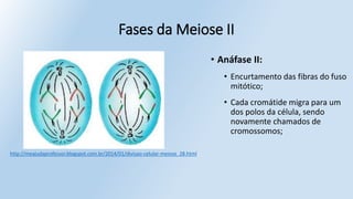 • Anáfase II:
• Encurtamento das fibras do fuso
mitótico;
• Cada cromátide migra para um
dos polos da célula, sendo
novamente chamados de
cromossomos;
Fases da Meiose II
http://meajudaprofessor.blogspot.com.br/2014/01/divisao-celular-meiose_28.html
 