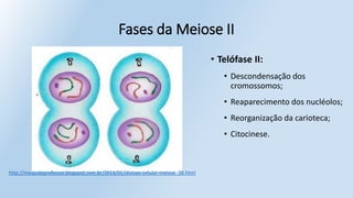 • Telófase II:
• Descondensação dos
cromossomos;
• Reaparecimento dos nucléolos;
• Reorganização da carioteca;
• Citocinese.
Fases da Meiose II
http://meajudaprofessor.blogspot.com.br/2014/01/divisao-celular-meiose_28.html
 