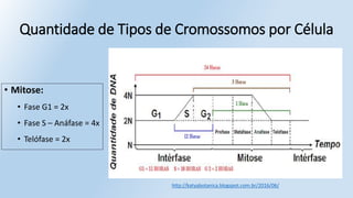 Quantidade de Tipos de Cromossomos por Célula
• Mitose:
• Fase G1 = 2x
• Fase S – Anáfase = 4x
• Telófase = 2x
http://katyabotanica.blogspot.com.br/2016/06/
 