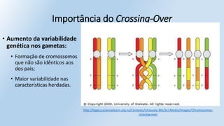 Importância do Crossing-Over
• Aumento da variabilidade
genética nos gametas:
• Formação de cromossomos
que não são idênticos aos
dos pais;
• Maior variabilidade nas
características herdadas.
http://legacy.sciencelearn.org.nz/Contexts/Uniquely-Me/Sci-Media/Images/Chromosomes-
crossing-over
 