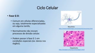 Ciclo Celular
• Fase G 0:
• Comum em células diferenciadas,
ou seja, totalmente especializadas
em alguma tarefa;
• Normalmente não iniciam
processos de divisão celular.
• Podem passar à fase G 1 em
condições especiais (ex: danos nos
órgãos).
Hepatócito
Neurônio
http://www.todabiologia.com/anatomia/neuronios.htm
http://anatpat.unicamp.br/lamdegn1.html
 