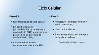 Ciclo Celular
• Fase G 1:
• Fase mais longa do ciclo celular;
• Em condições ideais
(disponibilidade de nutrientes e
qualidade do DNA), encaminha-se
para o início do processo de
duplicação do DNA;
• Caso contrário, a célula
encaminha-se para a fase G 0.
• Fase S:
• Replicação – duplicação do DNA –
semiconservativa;
• Dura de 7 a 8 horas;
• É altamente efetiva em manter a
integridade do DNA:
• Possui mecanismos de reparos.
 