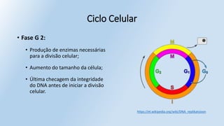 Ciclo Celular
• Fase G 2:
• Produção de enzimas necessárias
para a divisão celular;
• Aumento do tamanho da célula;
• Última checagem da integridade
do DNA antes de iniciar a divisão
celular.
https://et.wikipedia.org/wiki/DNA_replikatsioon
 
