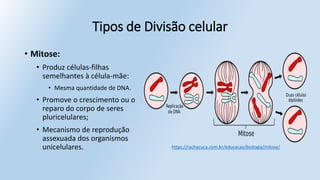 Tipos de Divisão celular
• Mitose:
• Produz células-filhas
semelhantes à célula-mãe:
• Mesma quantidade de DNA.
• Promove o crescimento ou o
reparo do corpo de seres
pluricelulares;
• Mecanismo de reprodução
assexuada dos organismos
unicelulares. https://rachacuca.com.br/educacao/biologia/mitose/
 