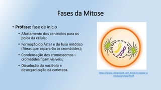 Fases da Mitose
• Prófase: fase de início
• Afastamento dos centríolos para os
polos da célula;
• Formação do Áster e do fuso mitótico
(fibras que separarão as cromátides);
• Condensação dos cromossomos –
cromátides ficam visíveis;
• Dissolução do nucléolo e
desorganização da carioteca.
https://www.colegioweb.com.br/ciclo-celular-a-
mitose/profase.html
 