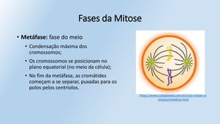 Fases da Mitose
• Metáfase: fase do meio
• Condensação máxima dos
cromossomos;
• Os cromossomos se posicionam no
plano equatorial (no meio da célula);
• No fim da metáfase, as cromátides
começam a se separar, puxadas para os
polos pelos centríolos.
https://www.colegioweb.com.br/ciclo-celular-a-
mitose/metafase.html
 